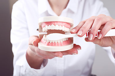 A person s hand holding a model set of teeth with a toothbrush.